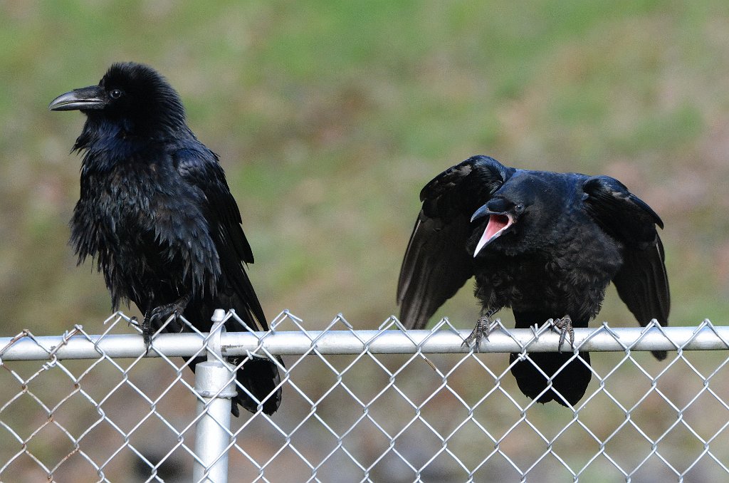 Raven, Common, 2016-06041944 Barre Falls WMA, MA.JPG - Common Raven. Barre Falls Wildlife Management Area, MA, 6-4-2016